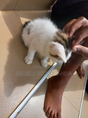 0-1 month Female Purebred Balinese