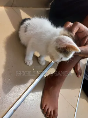 1-3 months Female Purebred Burmese