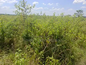 150acres of Land for Sale, Kikyusa Luwero