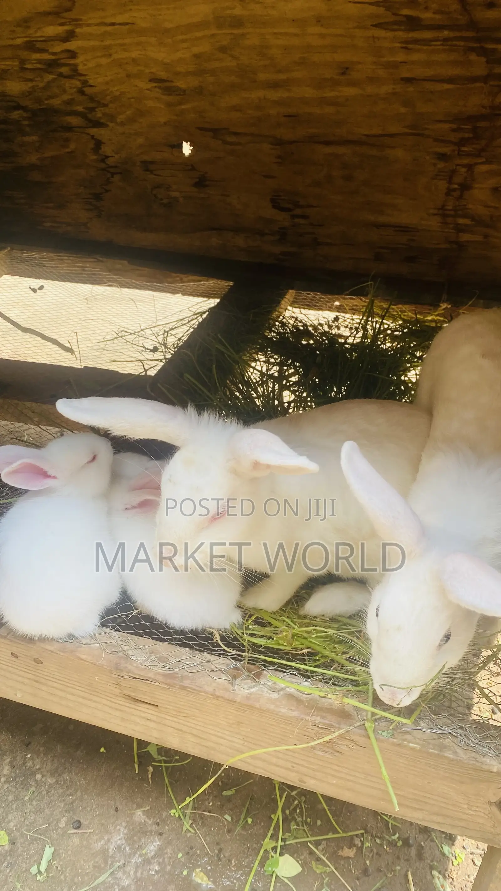 Young Rabbits