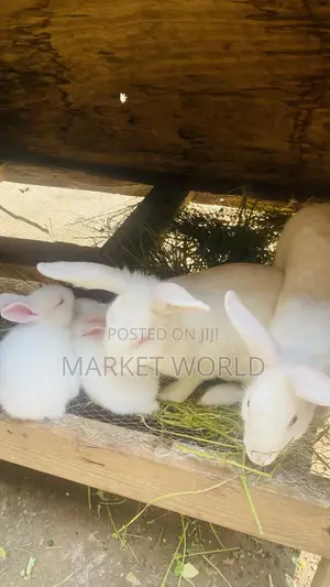 Young Rabbits