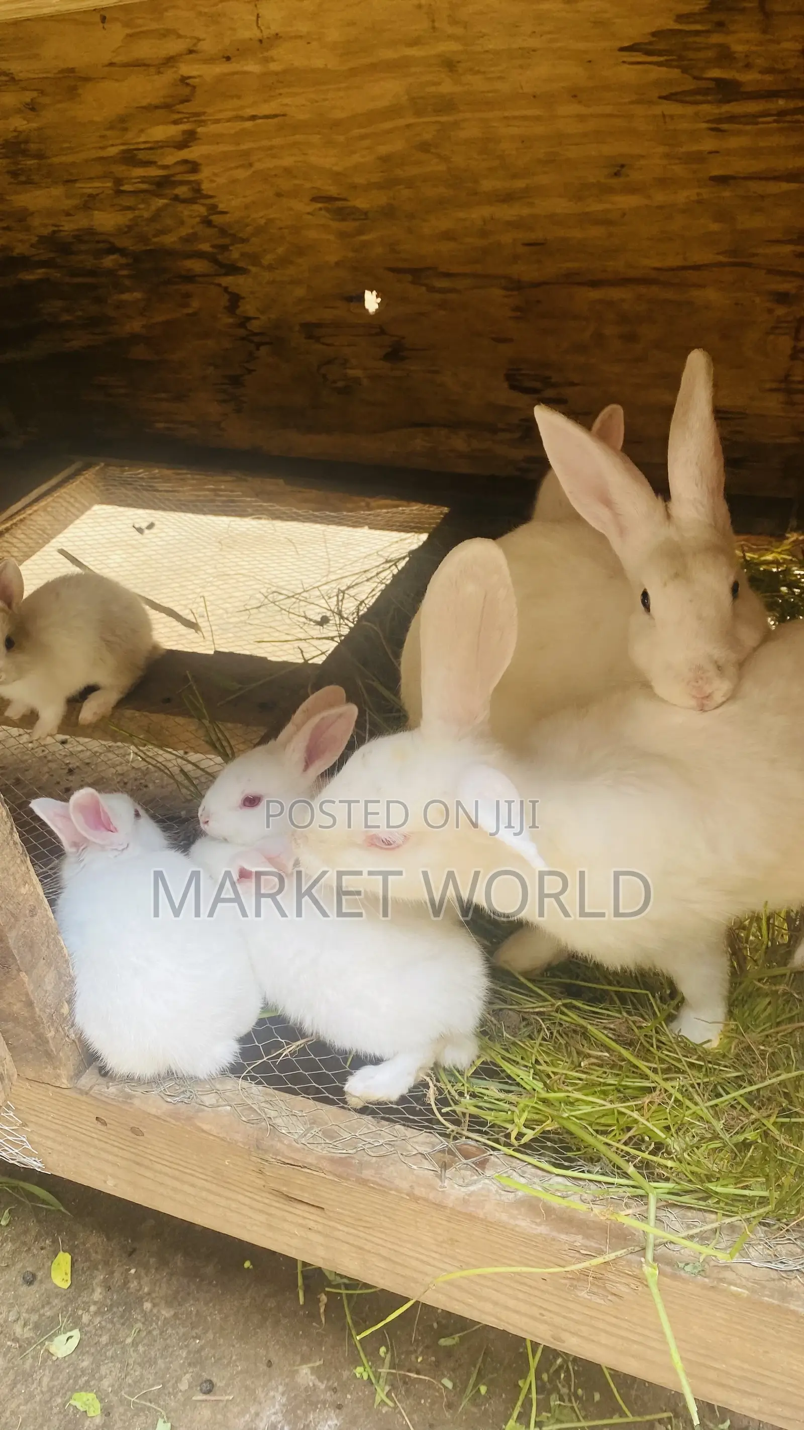 Young Rabbits