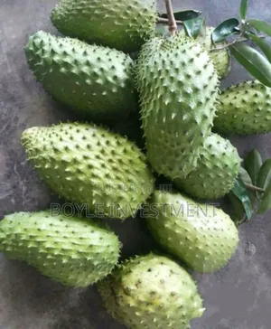 Soursop Graviola Leaves and Fruits