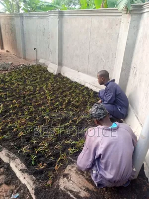 All Grass Types/Grass Planting/Compound Designing