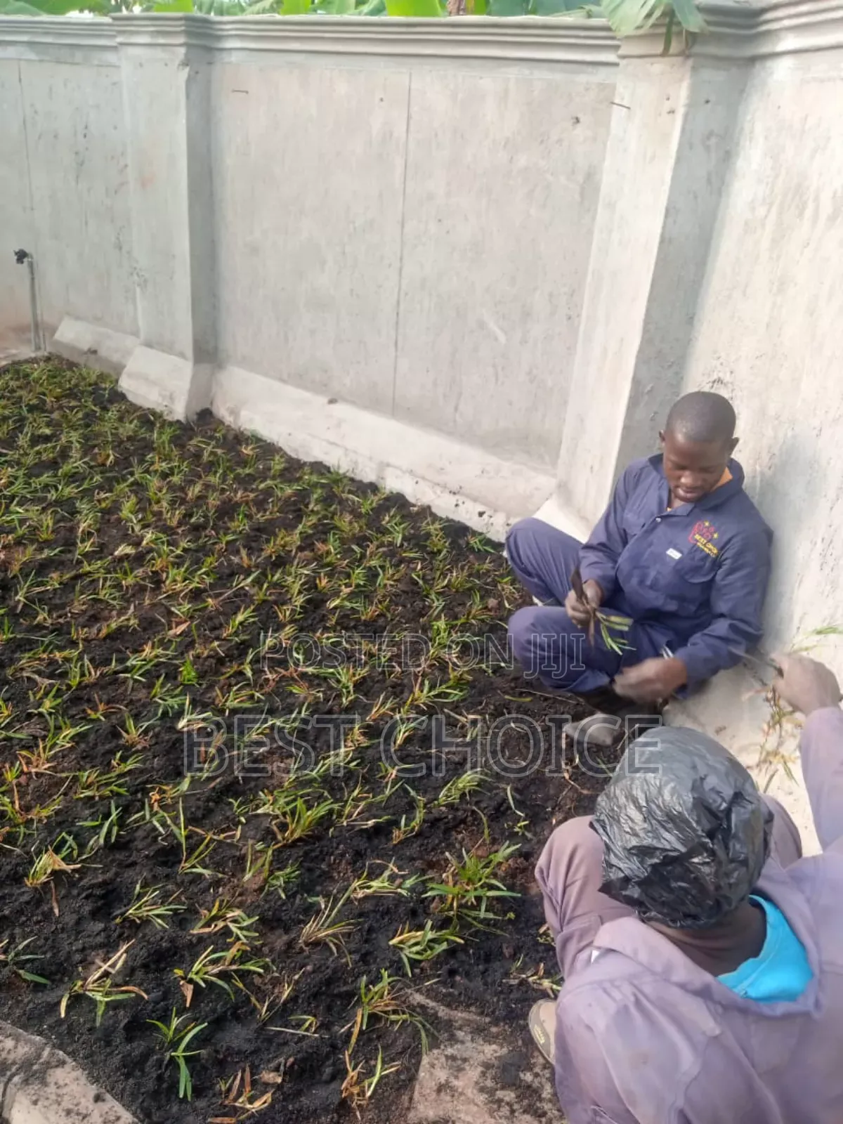 All Grass Types/Grass Planting/Compound Designing