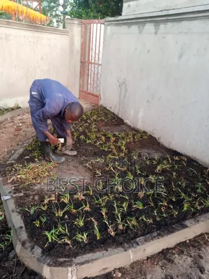 All Grass Types/Grass Planting/Compound Designing