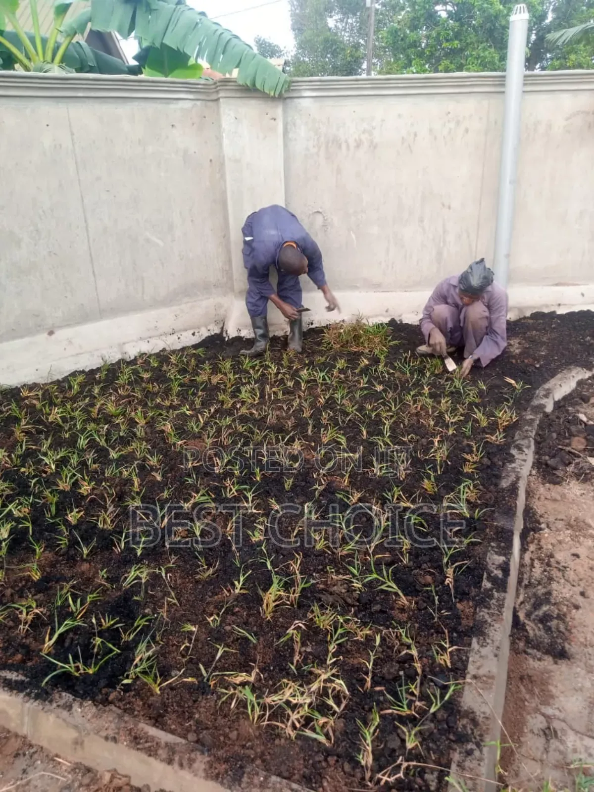 All Grass Types/Grass Planting/Compound Designing