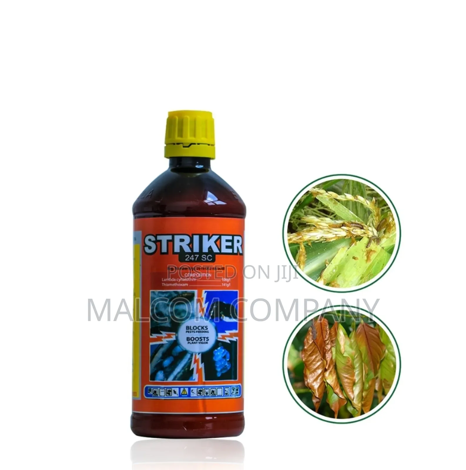 Striker for Coffee Borer