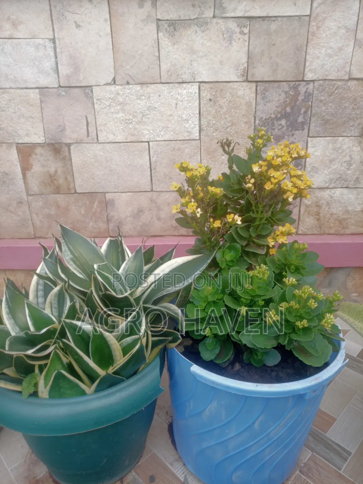 Natural Flowers