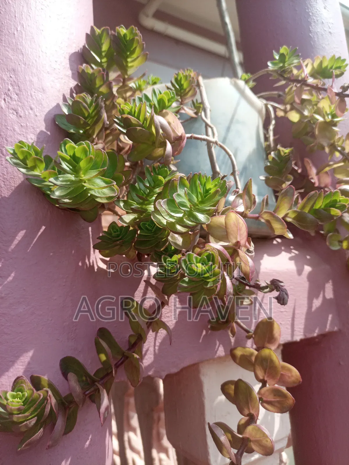 Natural Flowers