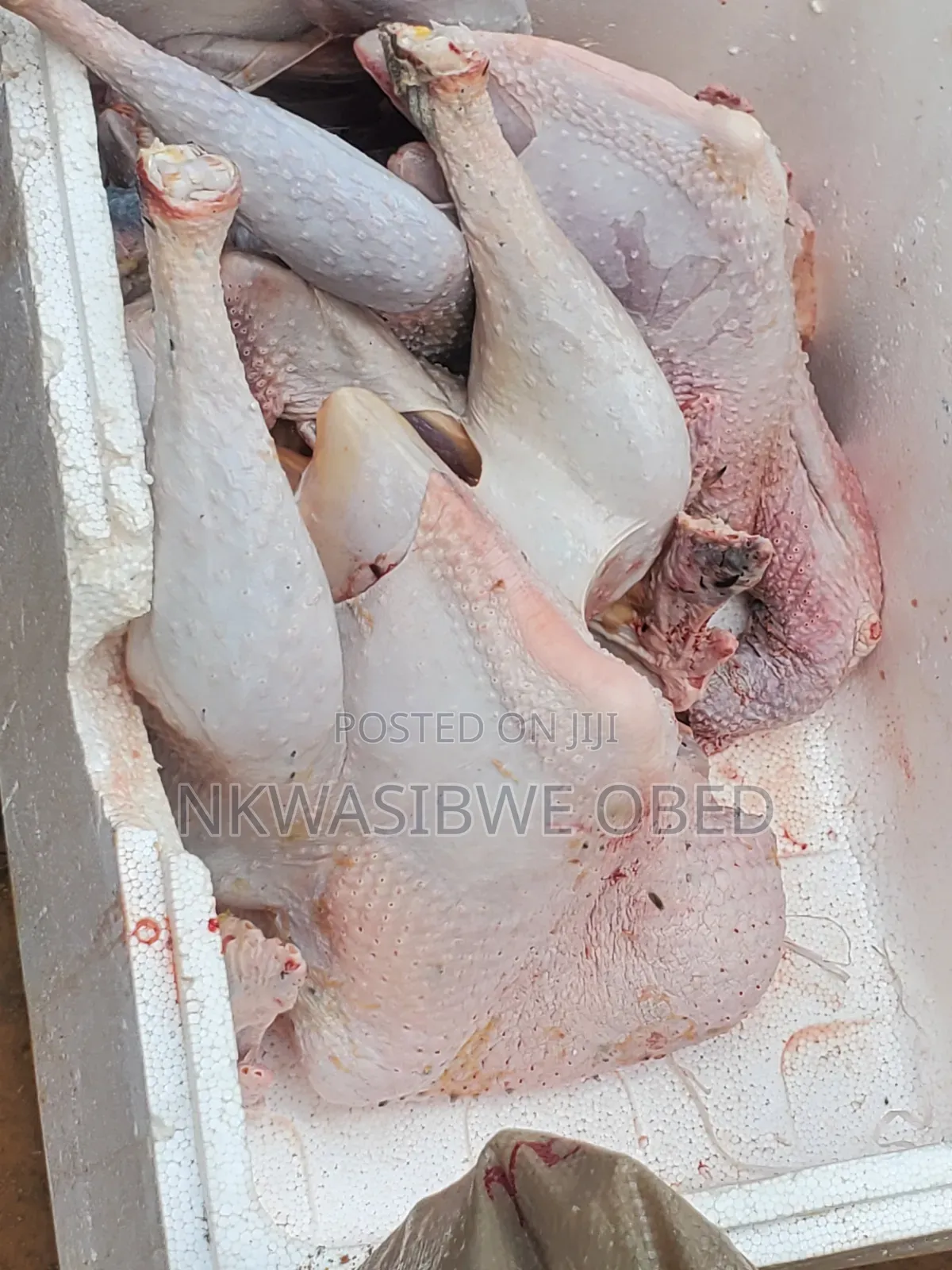 Dressed Turkey and Guinea Fowl