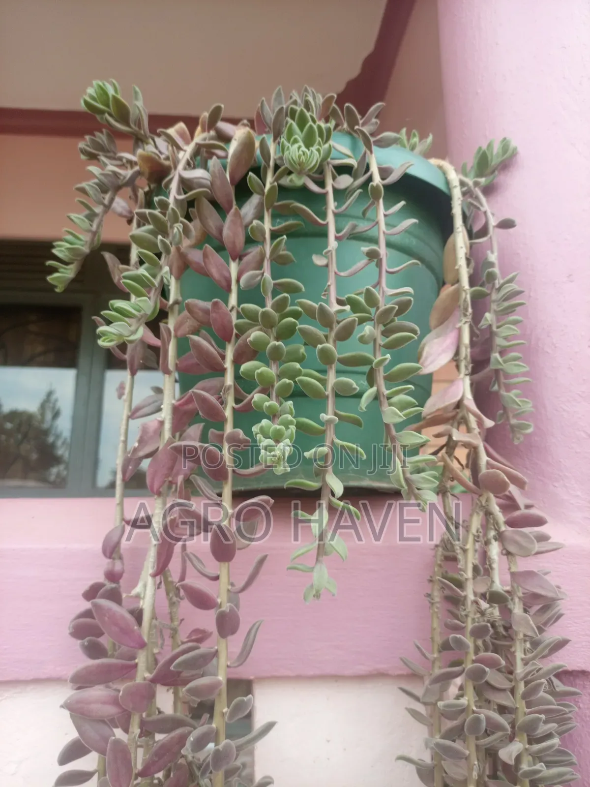 Natural Flowers
