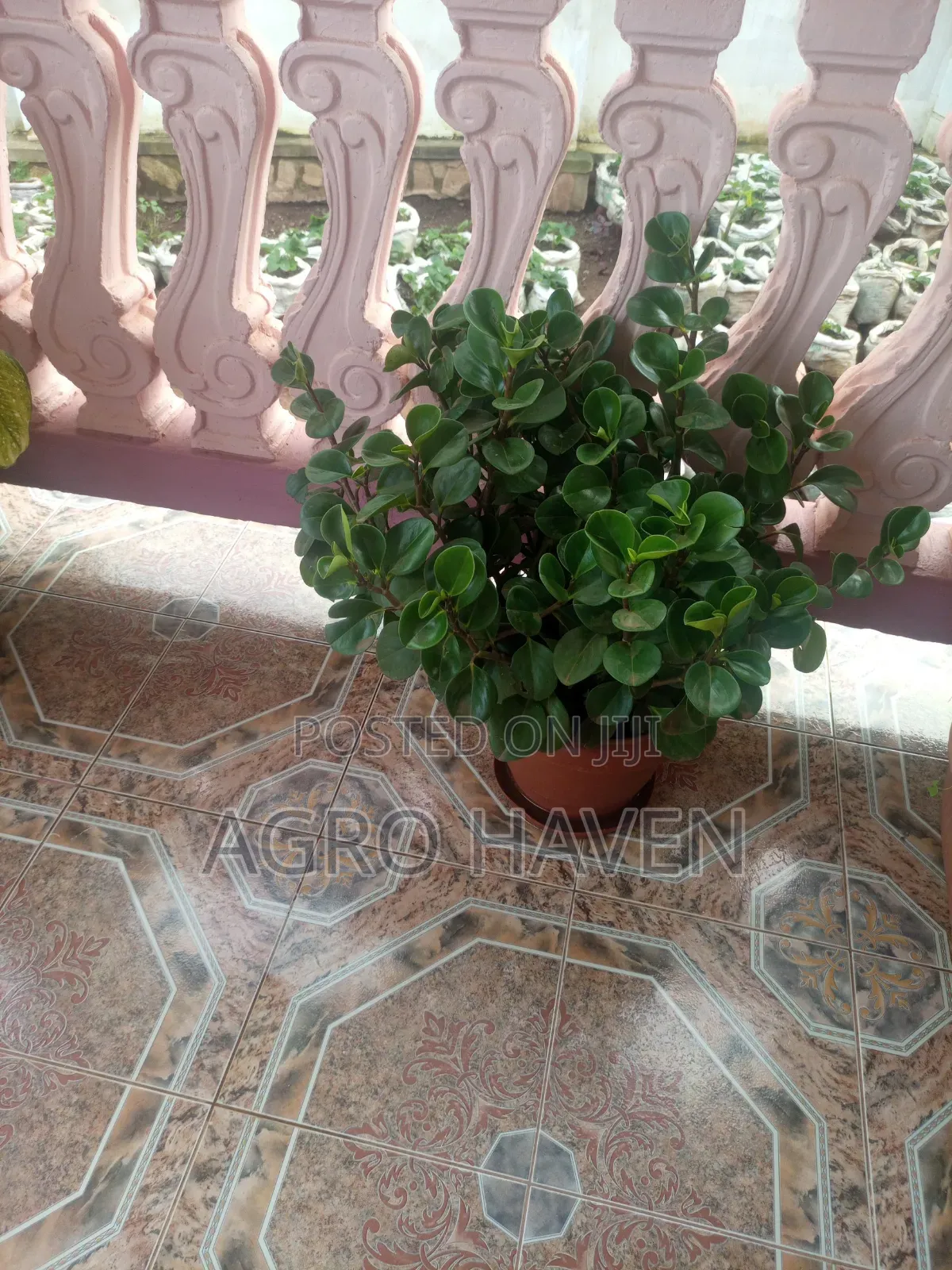 Natural Flowers