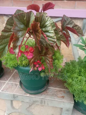 Natural Flowers