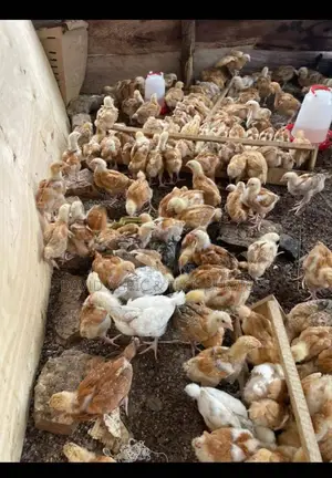 Brooded One Month Kroilers