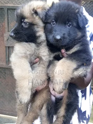 1-3 months Female Purebred German Shepherd