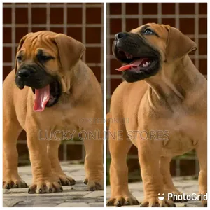 1-3 months Male Purebred Boerboel