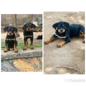1-3 months Male Purebred Rottweiler