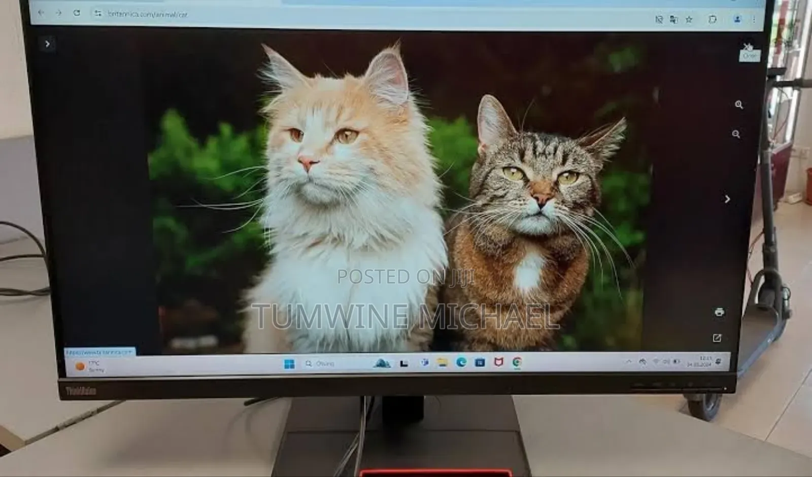 Monitor 32 Inches Lenovo Think Vision