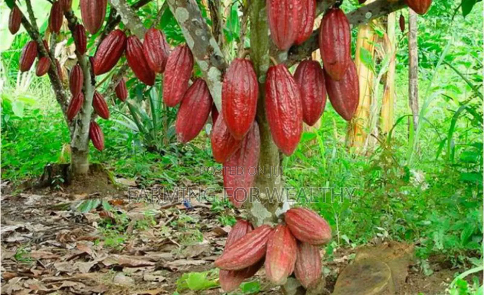 Trinitario Cocoa Seedling
