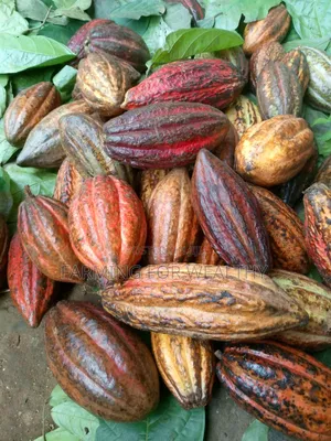 Trinitario Cocoa Seedling