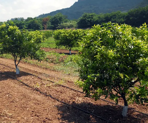 Drip Irrigation Full Set 1 Acre With Installation