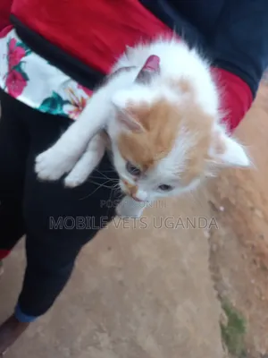 0-1 month Female Purebred American Curl