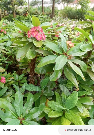 Breathe Life Into Your Garden With the Best Flowers/Plants
