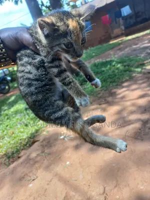 1-3 months Male Purebred Bengal