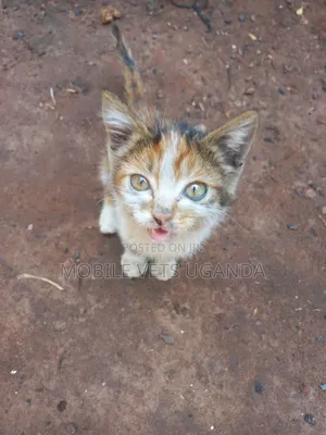 3-6 months Female Purebred American Shorthair