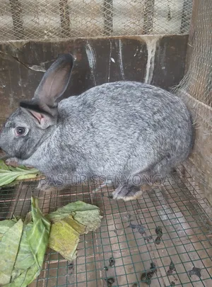 New Zealand White and Agola Rabbits for Sale