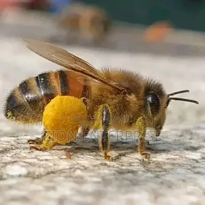 Suppliers of Honey