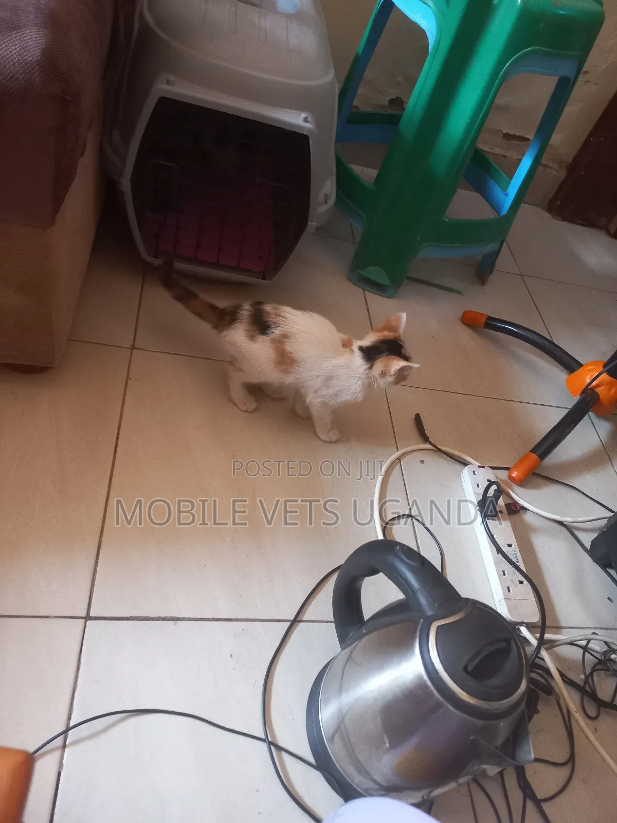 3-6 months Female Purebred Birman
