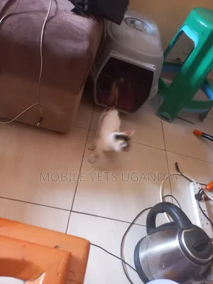 3-6 months Female Purebred Burmilla