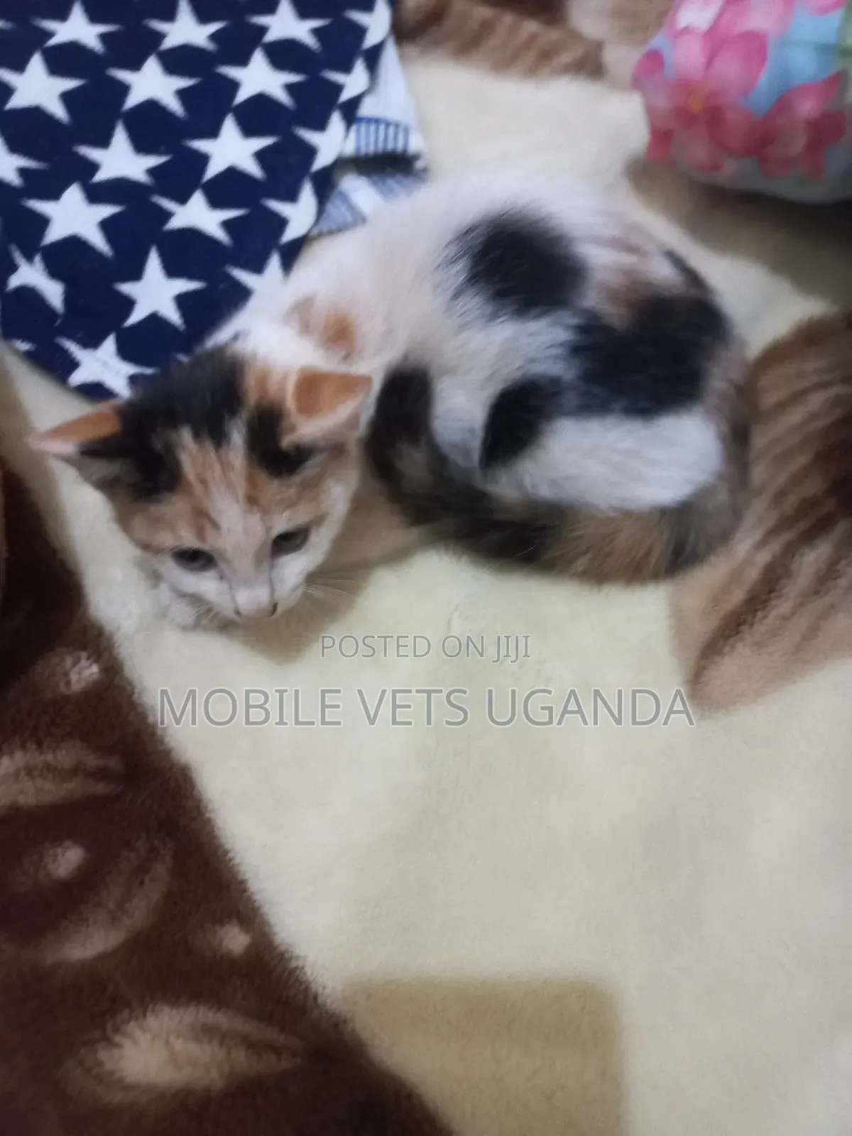 3-6 months Female Purebred Burmese
