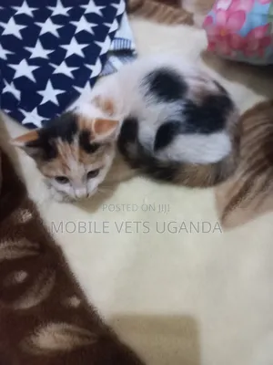 3-6 months Female Purebred Burmese