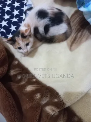 3-6 months Female Purebred Turkish Angora