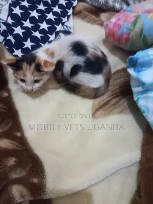3-6 months Female Purebred Sphynx