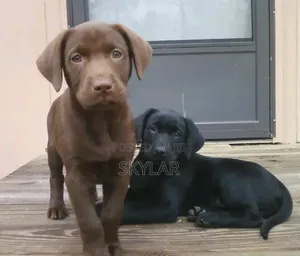 1-3 months Male Purebred Labrador Retriever