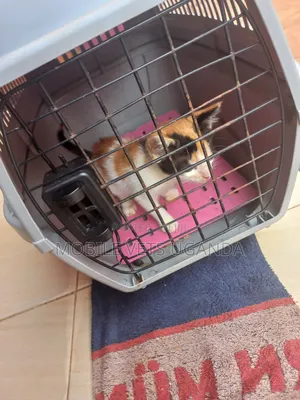 0-1 month Female Purebred Bombay