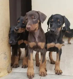 1-3 months Male Purebred Doberman Pinscher