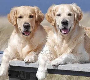 6-12 months Male Purebred Golden Retriever