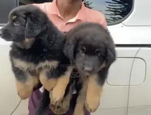 1-3 months Male Purebred German Shepherd