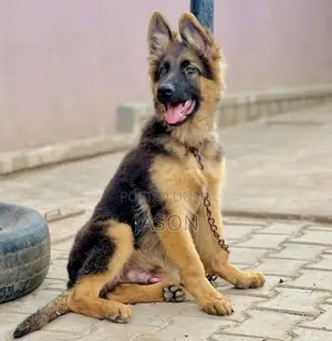 3-6 months Male Purebred German Shepherd