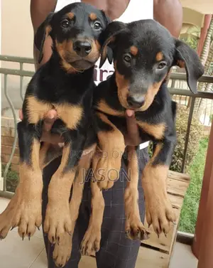 3-6 months Male Purebred Doberman Pinscher