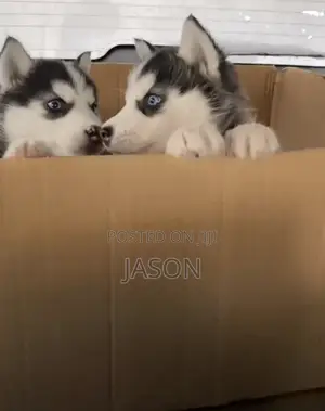 1-3 months Female Purebred Siberian Husky