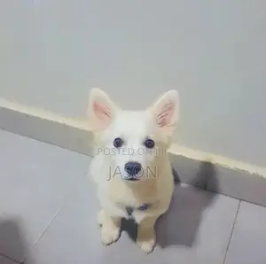 3-6 months Male Purebred Japanese Spitz