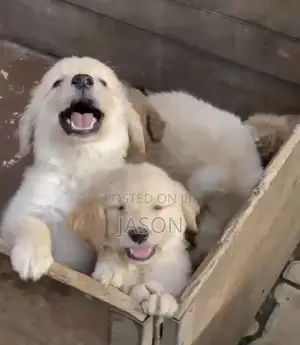 1-3 months Female Purebred Golden Retriever