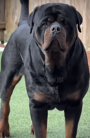 1+ year Male Purebred Rottweiler