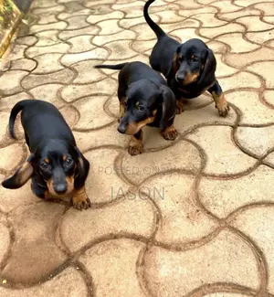 1-3 months Female Purebred Dachshund